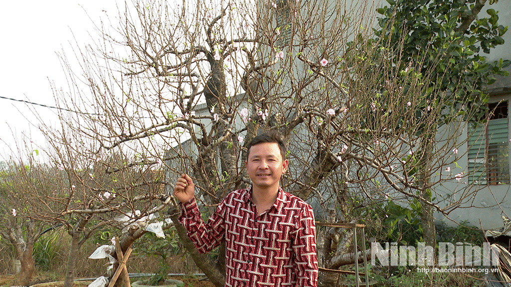 Ông Phạm Trọng Sản (tổ dân phố 2B, phường Trung Sơn) bên gốc đào thế mà ông tâm đắc.
