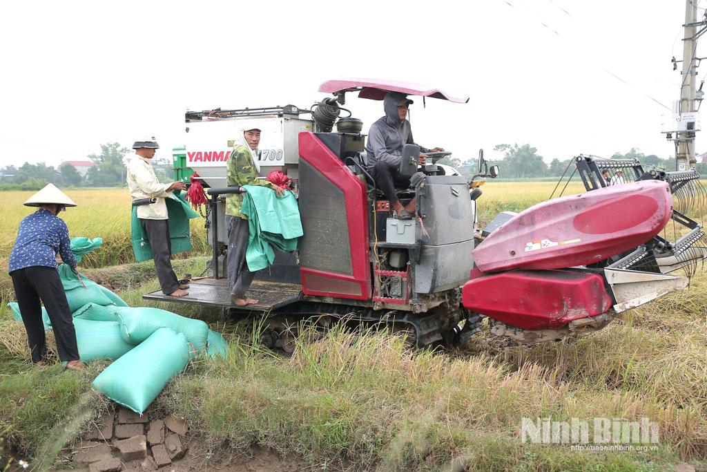 Nông dân xã Nam Đồng thu hoạch lúa Mùa. Ảnh: Hoàng Tuấn
