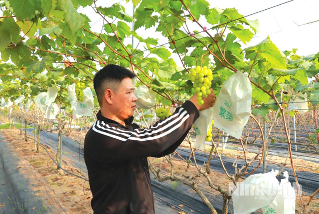 Mô hình trồng nho hạ đen, nho mẫu đơn của Hợp tác xã ứng dụng công nghệ cao Đồng Du (xã Bình Lục) cho hiệu quả kinh tế cao.