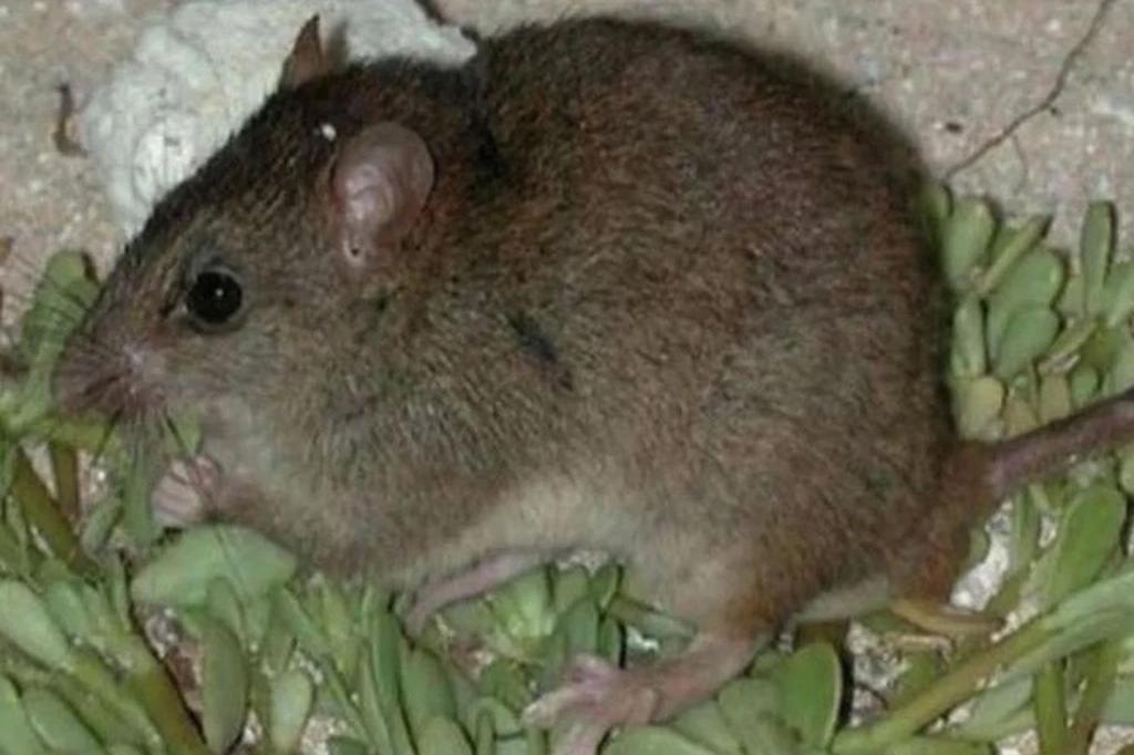 Nguy cơ lây nhiễm loại virus Hanta ngay trong môi trường sinh hoạt hằng ngày, đặc biệt từ chuột và các loài gặm nhấm mang mầm bệnh.