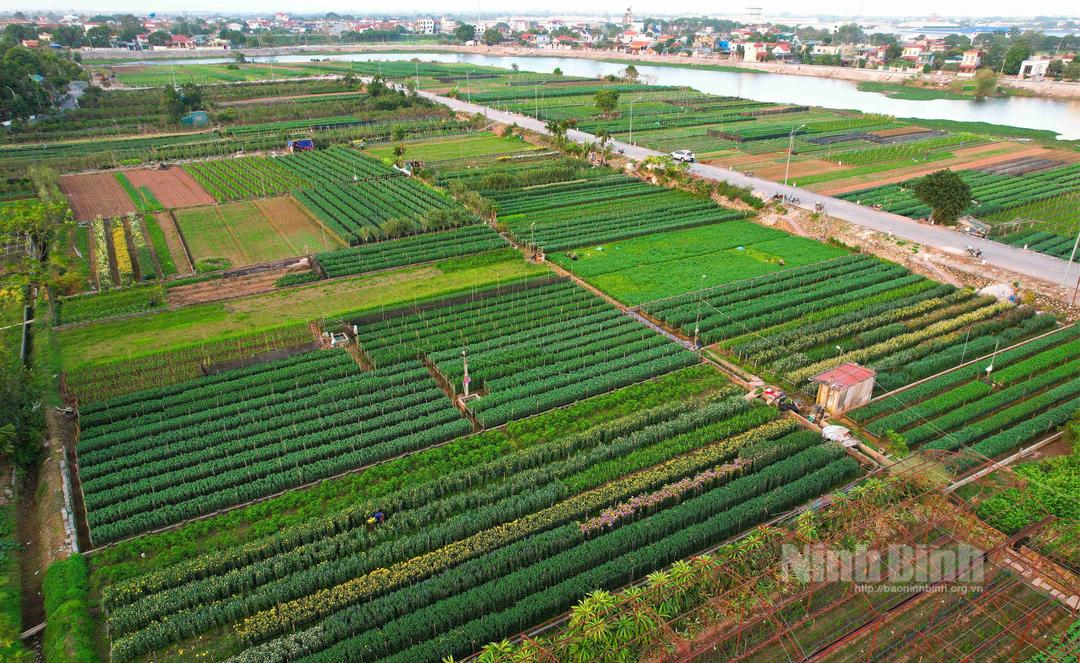 Toàn cảnh làng hoa Phù Vân.