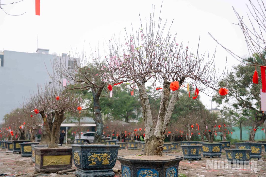 Đào Tết khoe sắc dọc tuyến đường Lê Duẩn (phường Phủ Lý) mang không khí xuân đến sớm với người dân.