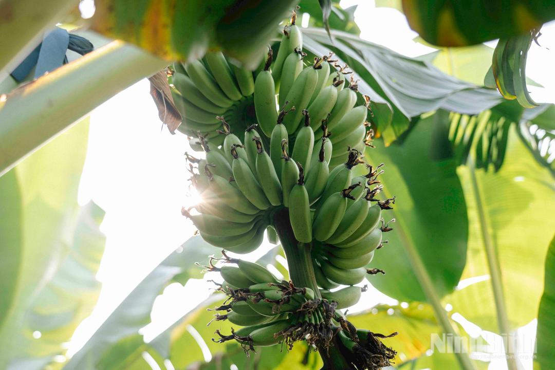 Chuối ngự Đại Hoàng có hình dáng nhỏ nhắn, quả tròn đều, vỏ mỏng. Khi chín, chuối có màu vàng óng, tỏa mùi thơm dịu và vị ngọt thanh đặc trưng.