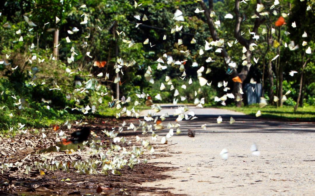 Ngay từ lối dẫn vào cửa rừng và dọc các tuyến đường rải nhựa, du khách đã có thể bắt gặp những đàn bướm bay rợp trời. Rừng Cúc Phương hiện là nơi sinh sống của hơn 400 loài bướm, trong đó phổ biến nhất là bướm trắng.