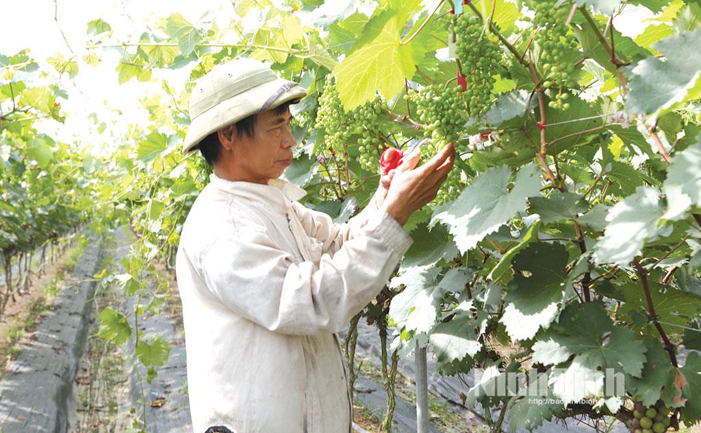 Chăm sóc nho Hạ đen tại HTX Nông nghiệp ứng dụng công nghệ cao Đồng Du, xã Bình Lục.