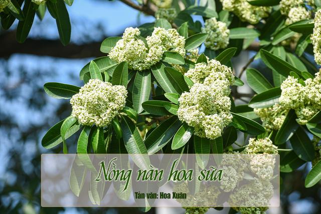 Nồng nàn hoa sữa