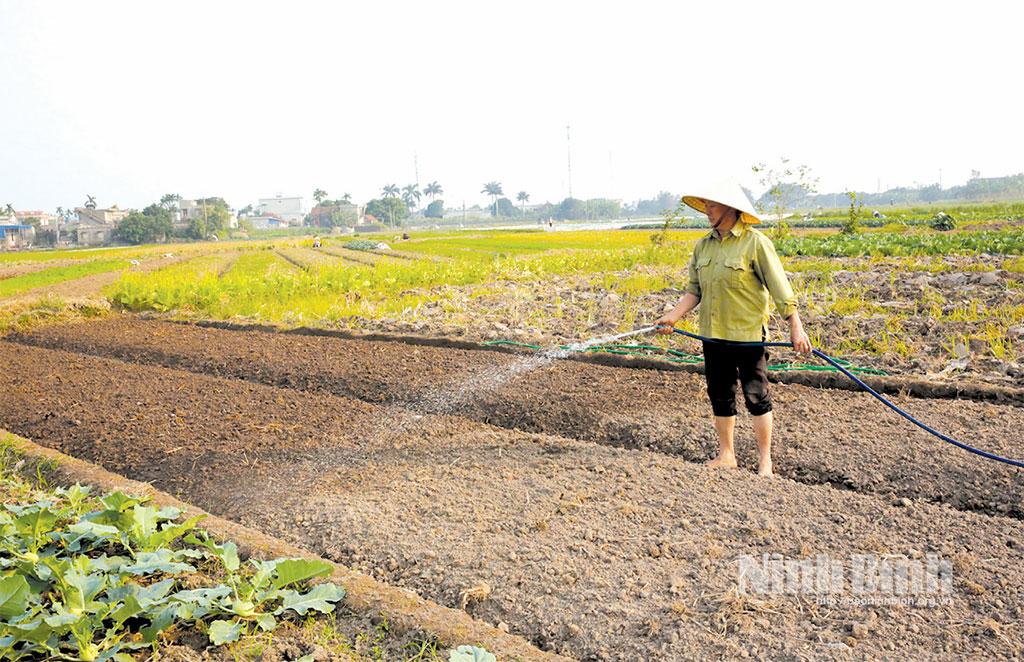 Nông dân phường Trường Thi tranh thủ làm đất gieo trồng cây màu vụ đông năm 2025.