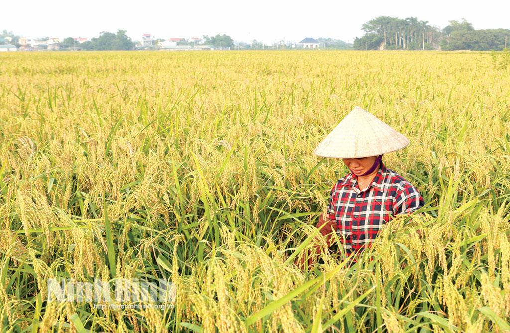 Cánh đồng lúa nếp cái hoa vàng của người dân HTX DVNN An Thái, xã Bình Mỹ.