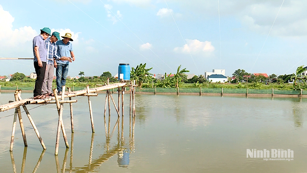 Phong trào nuôi thuỷ sản trên địa bàn xã Khánh Hội ngày càng được mở rộng, cho hiệu quả kinh tế cao.