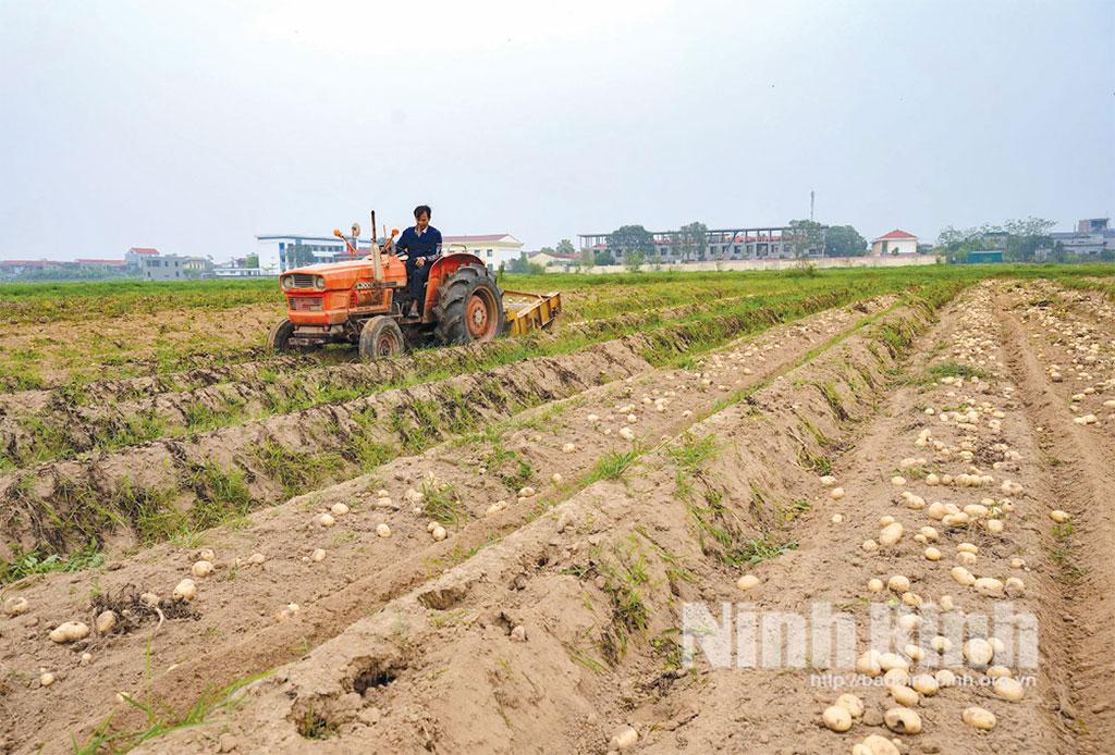 Nông dân phường Nam Hoa Lư sử dụng máy thu hoạch khoai tây. Ảnh: Ngọc Linh