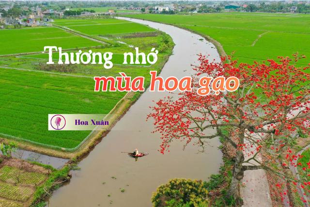 Thương nhớ mùa hoa gạo