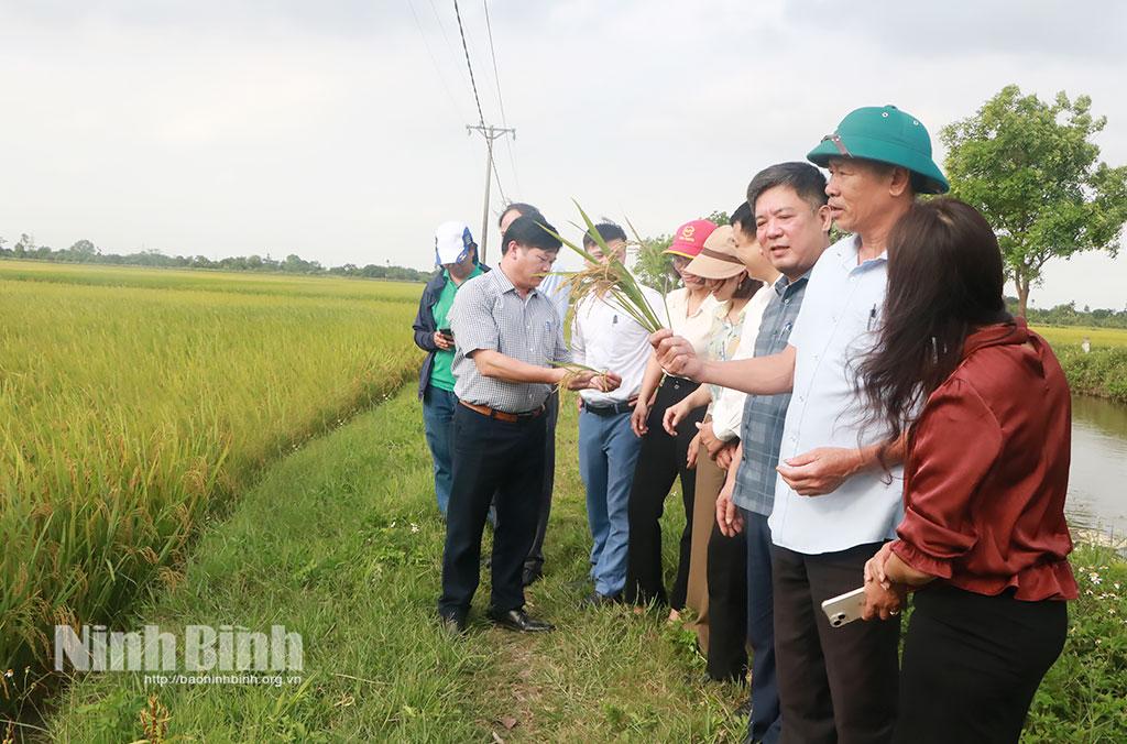 Các đại biểu tham quan thực tế mô hình trên đồng ruộng.