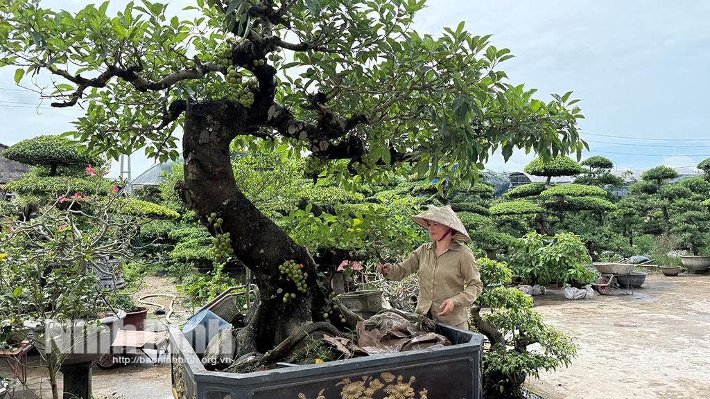 Nhà vườn Tuấn Hưng, phố hoa Nam Điền, phường Vị Khê tạo việc làm cho nhiều lao động địa phương.