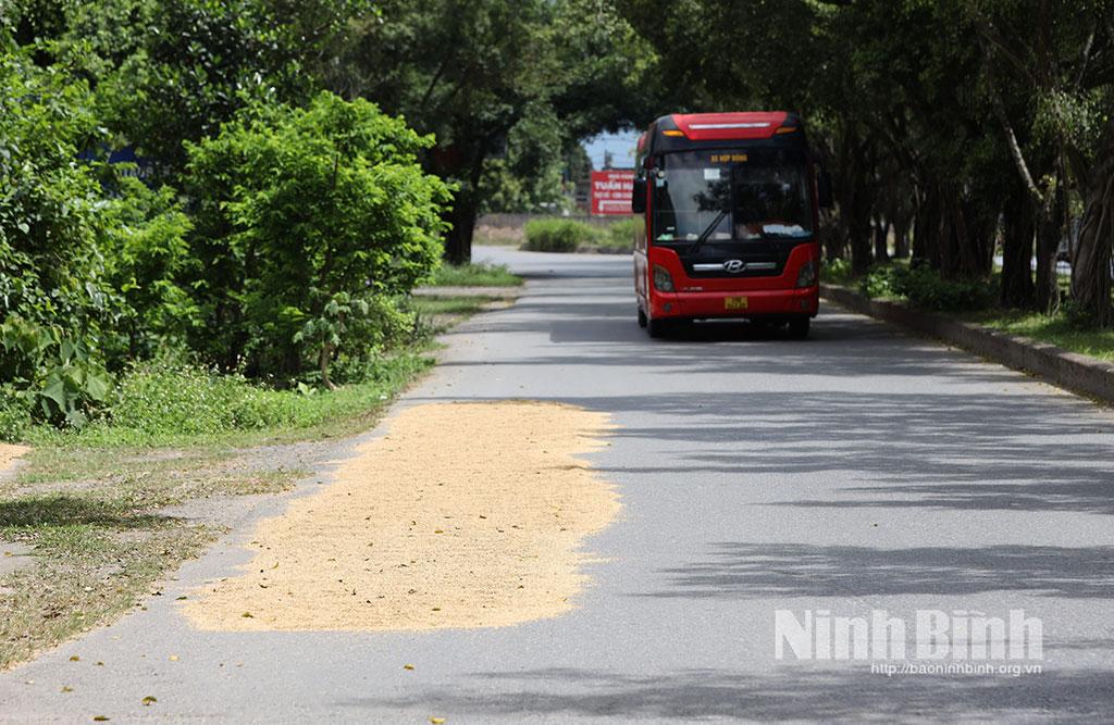 Người dân phơi thóc trên đường Tràng An, phường Tây Hoa Lư (ảnh chụp lúc 10 giờ, ngày 24/5/2026). Ảnh: Viết Dư