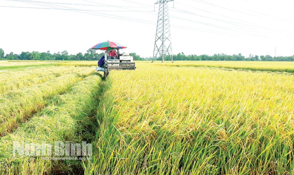 Đưa cơ giới hóa vào thu hoạch lúa tại xã Hiển Khánh.