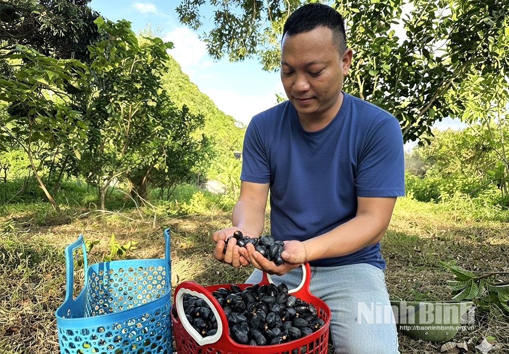 Anh Đinh Thái Học - người con bản Sau thu hoạch những trái bùi Kỳ Lão trong vườn nhà.