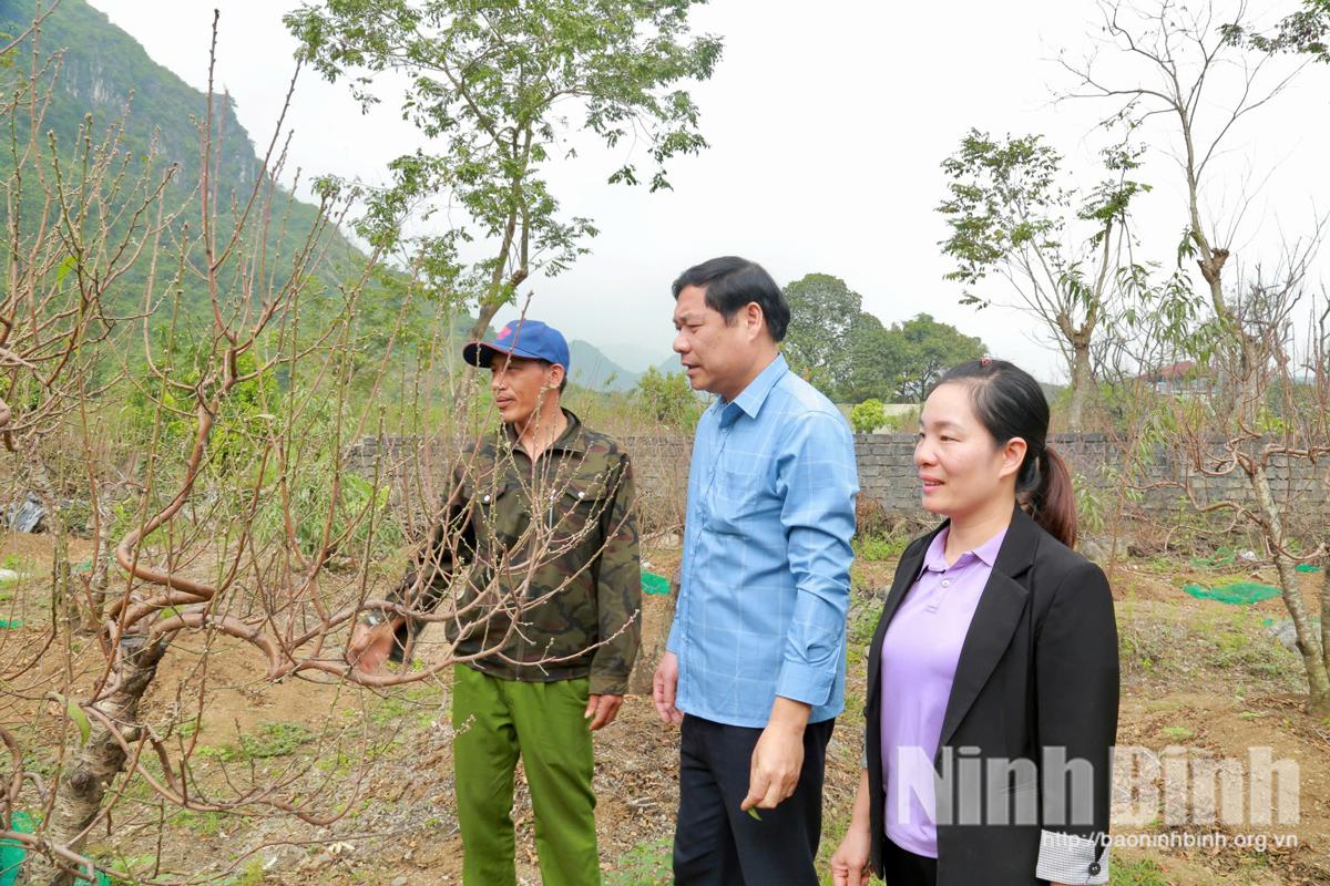 Trao đổi kỹ thuật chăm sóc đào tại vườn của chị Nguyễn Thanh Duyên, Tổ dân phố số 7, phường Tam Chúc