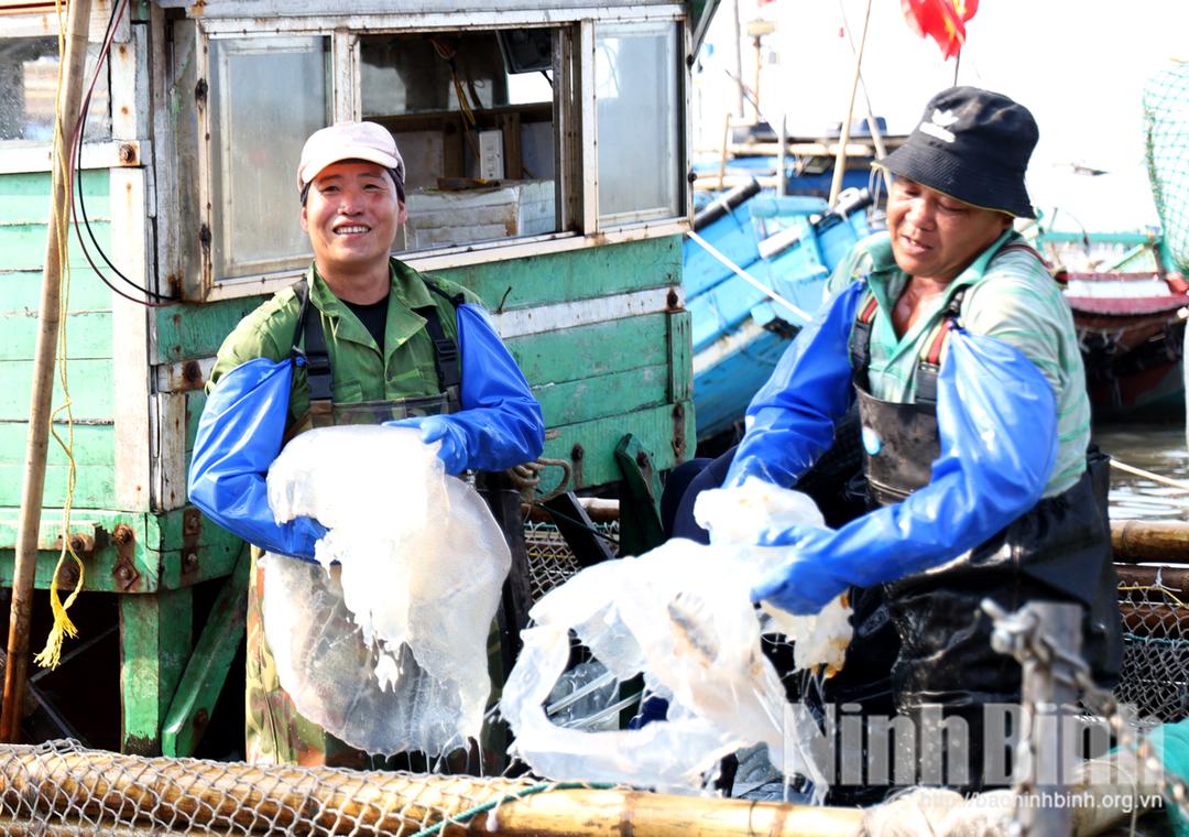 Niềm vui của ngư dân vươn khơi đánh bắt sứa trên vùng biển xã Hải Thịnh, tỉnh Ninh Bình.