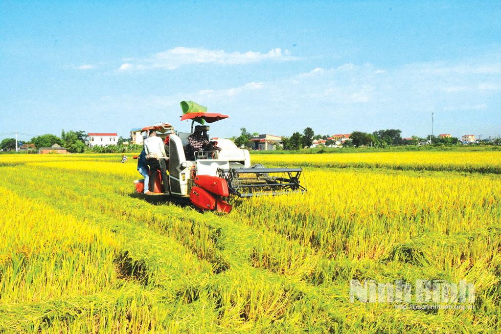 Nông dân xã Hiển Khánh thu hoạch lúa Xuân.
