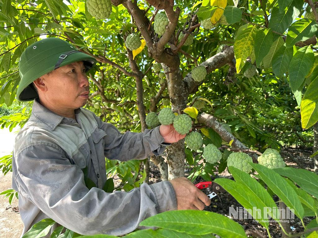 Lứa na trái vụ sắp tới của gia đình ông Nguyễn Đình Quý (thôn 4, xã Phú Long) hứa hẹn sẽ cho năng suất cao.
