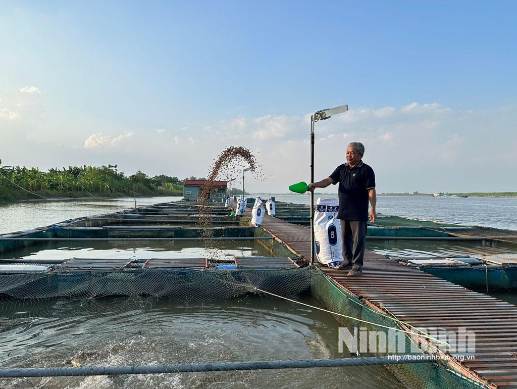 Ông Trần Văn Sỹ (xóm 9, Duyên Hà, xã Nam Lý) chăm sóc cho đàn cá lồng trên sông Hồng của gia đình.