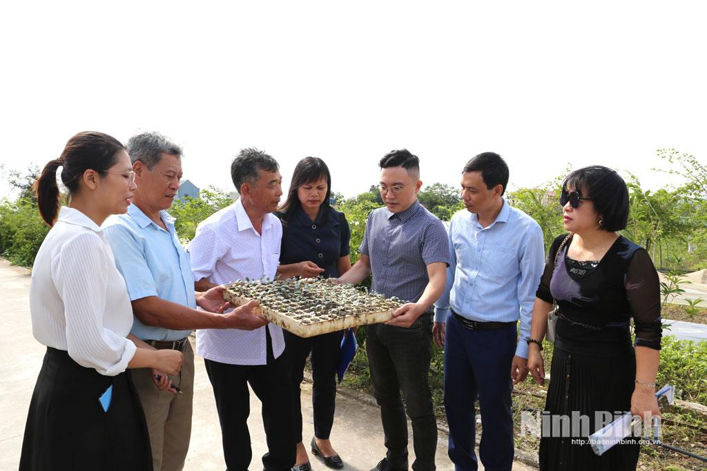 Cây giống dưa được ươm chuẩn bị cho lứa mới trồng trong nhà màng.
