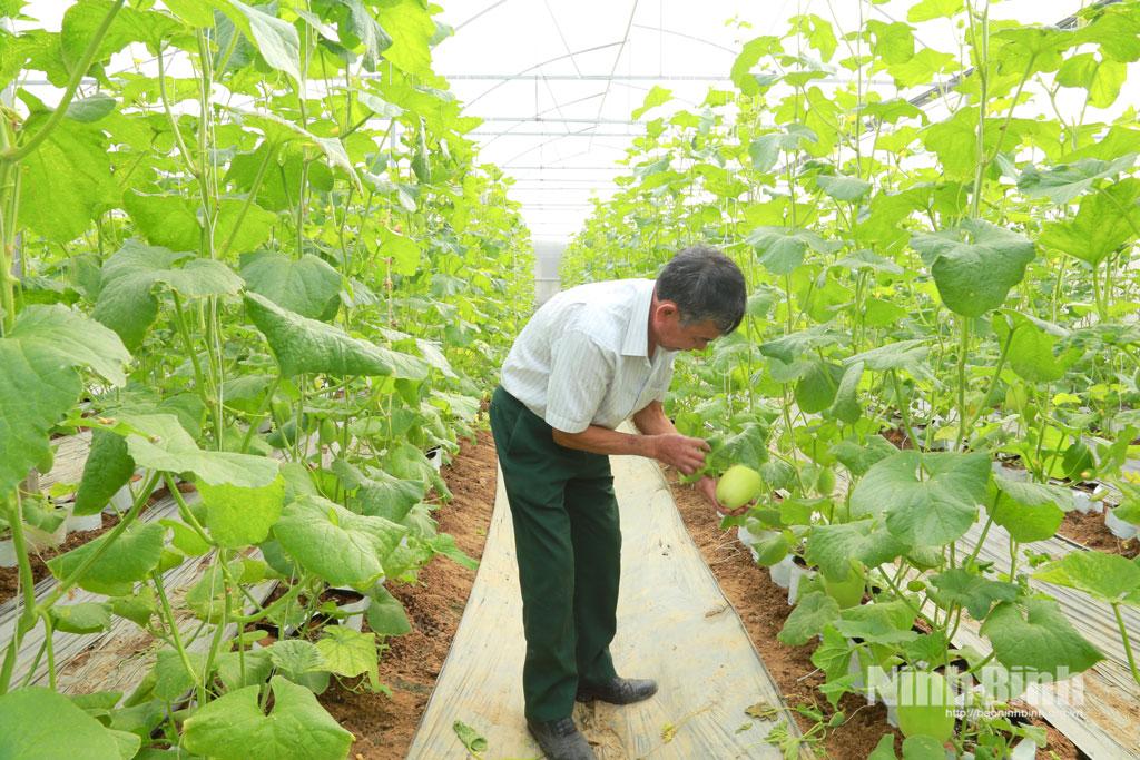 Gia đình ông Tống Viết Vinh (phường Yên Thắng) áp dụng công nghệ cao trong trồng dưa lưới, giúp nâng cao năng suất và chất lượng sản phẩm.