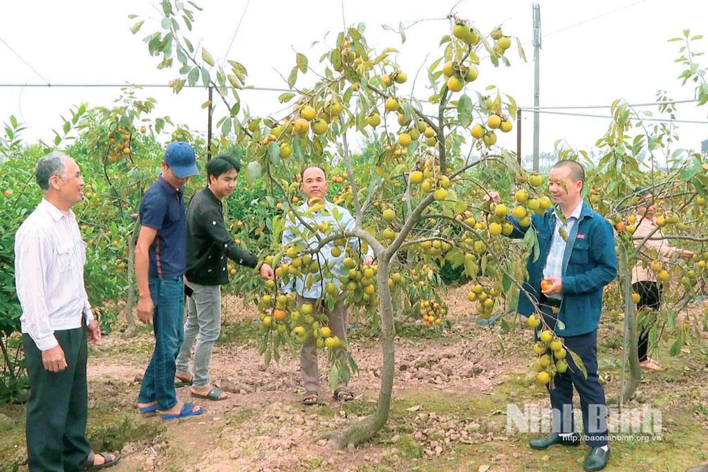 Ông Phạm Văn Cừ (đứng giữa) và các hội viên nông dân chia sẻ kinh nghiệm chăm sóc hồng.