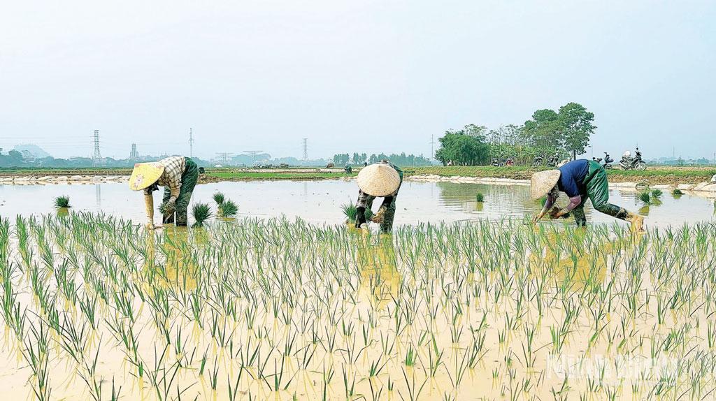 Nông dân xã Thanh Sơn rộn ràng xuống đồng gieo cấy vụ Đông Xuân.