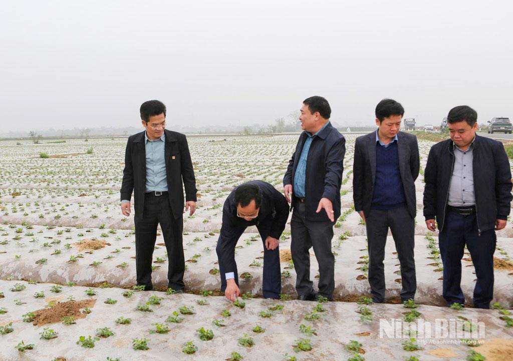 Đồng chí Trần Anh Dũng, Ủy viên Ban Thường vụ Tỉnh ủy, Phó Chủ tịch UBND tỉnh đi kiểm tra diện tích cây lạc vụ xuân năm 2026 tại HTX Dịch vụ nông nghiệp Bảo Xuyên, phường Trường Thi.