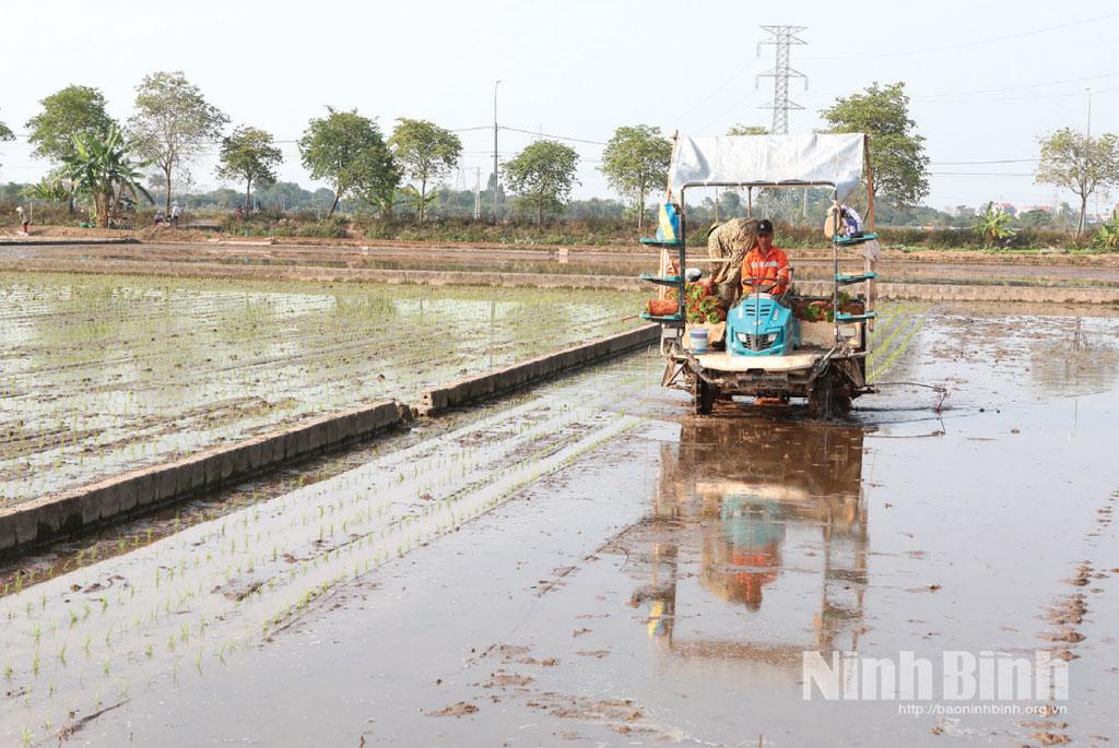 Lúa được cấy bằng máy trên cánh đồng lớn tại HTX dịch vụ nông nghiệp Tượng Lĩnh (phường Nguyễn Úy).