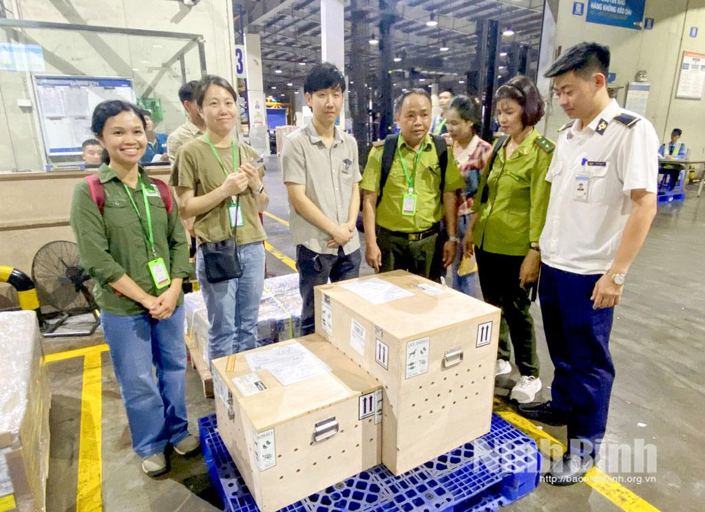 Các cá thể rùa quý hiếm được Vườn quốc gia Cúc Phương tiếp nhận từ Hàn Quốc trở về Việt Nam.