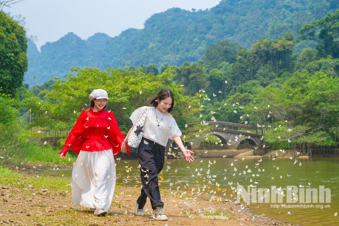 Du khách thích thú "săn" mùa bướm đến sớm tại Vườn quốc gia Cúc Phương.