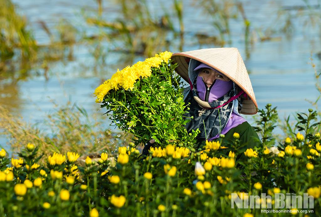 Người dân phường Thiên Trường triển khai thu hoạch hoa trước nguy cơ ngập úng