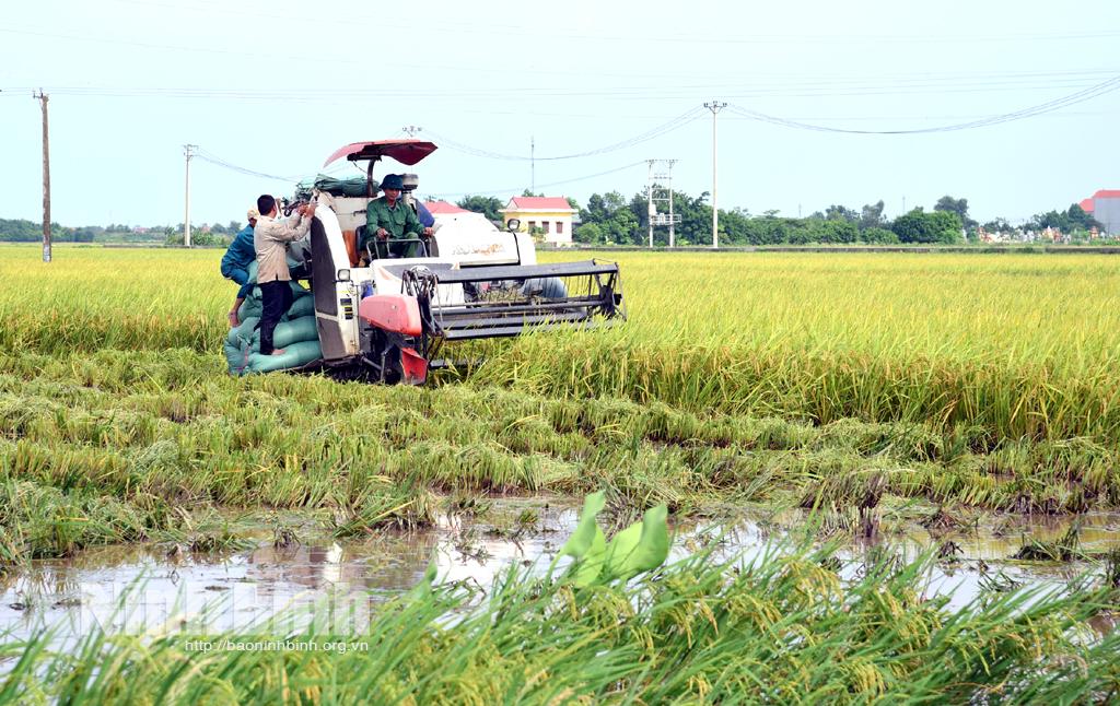 Vụ lúa mùa đạt năng suất cao