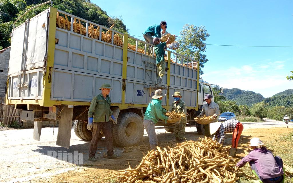 Kỳ Phú vào mùa thu hoạch sắn