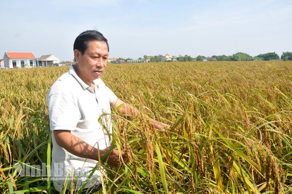 Kim Sơn được mùa lúa đặc sản