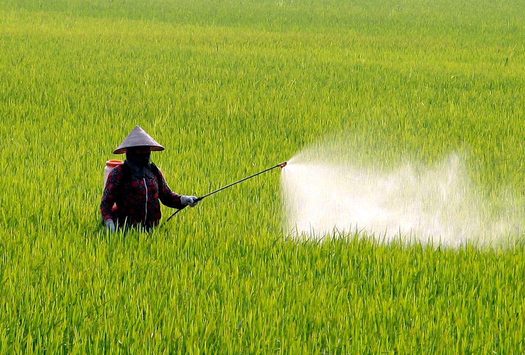 Phòng, chống sâu bệnh cho lúa mùa
