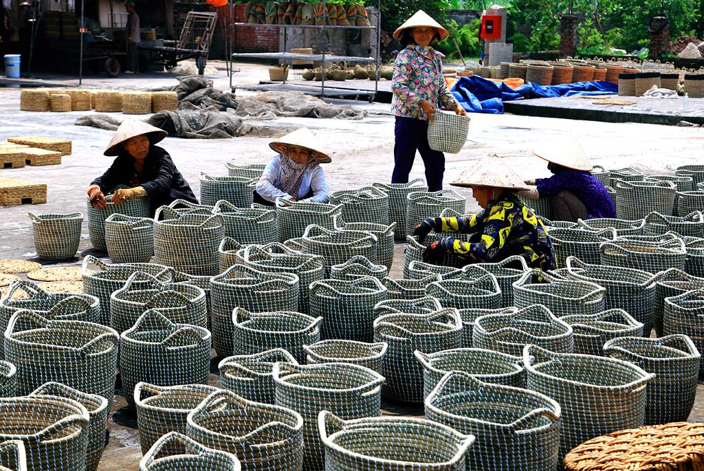 Cây cói và nghề dệt cói ở Kim Sơn
