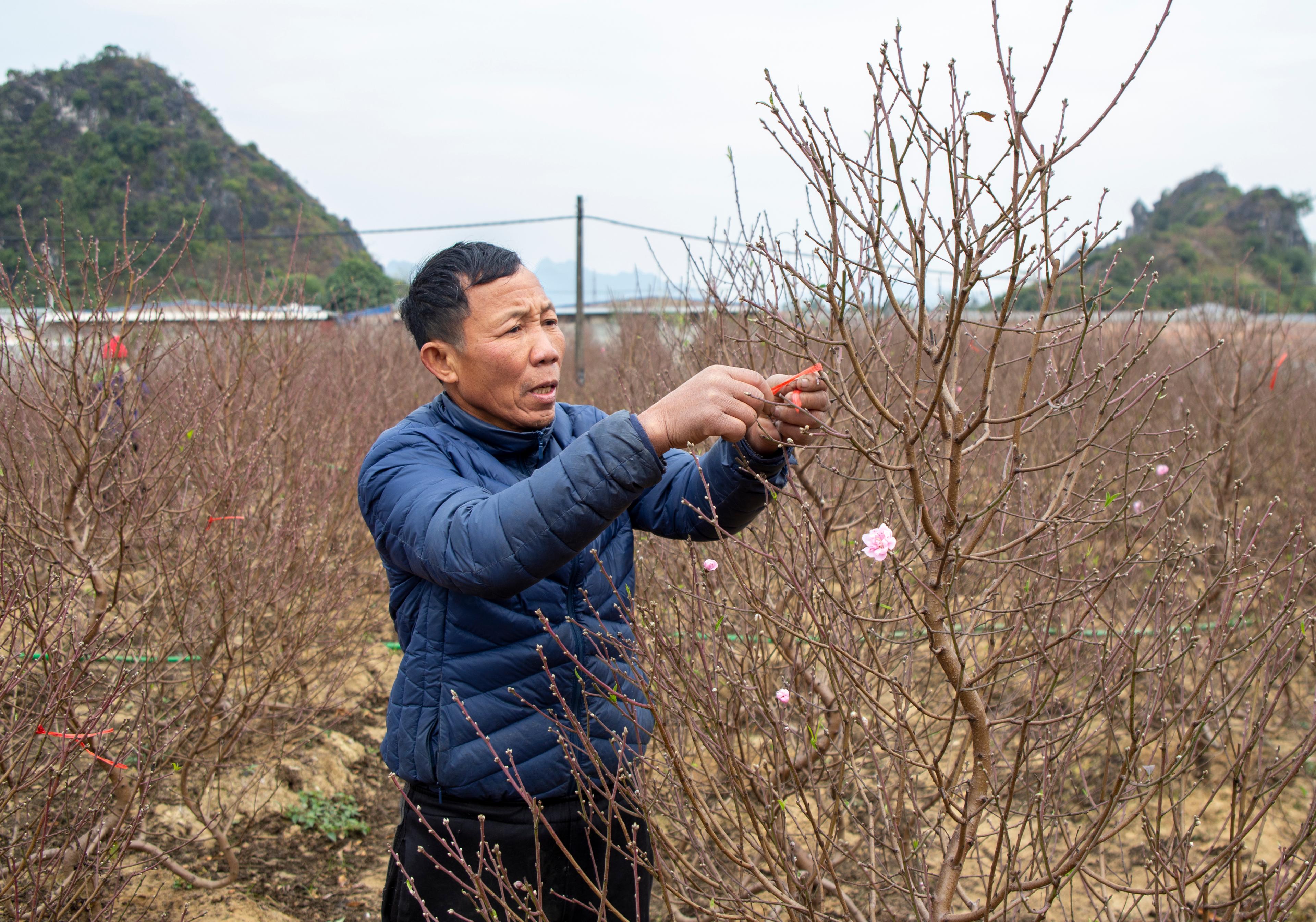 Cây đào trên đất Gia Lâm