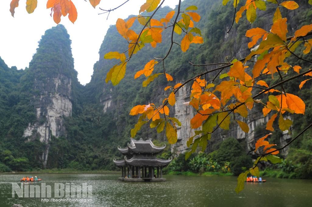 Sắc lá cuối thu
