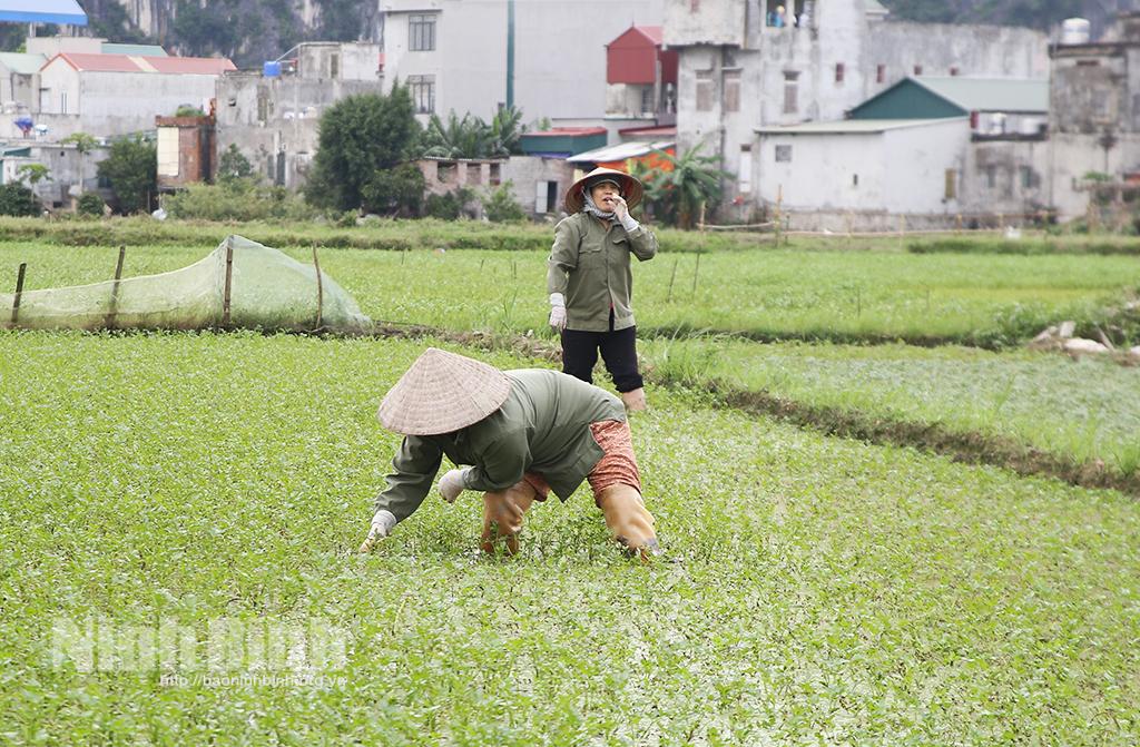 Rau cần Lạc Vân