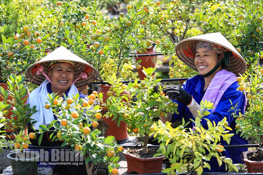 Quất bon sai đón tết