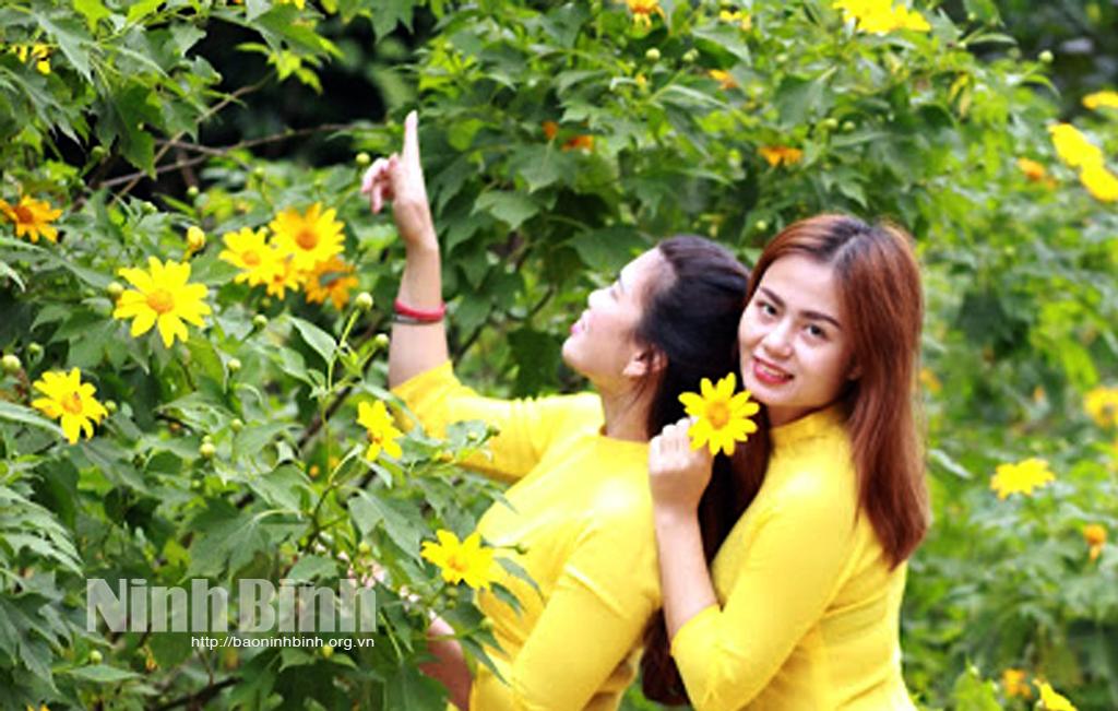 Mùa hoa dã quỳ ở Ninh Bình