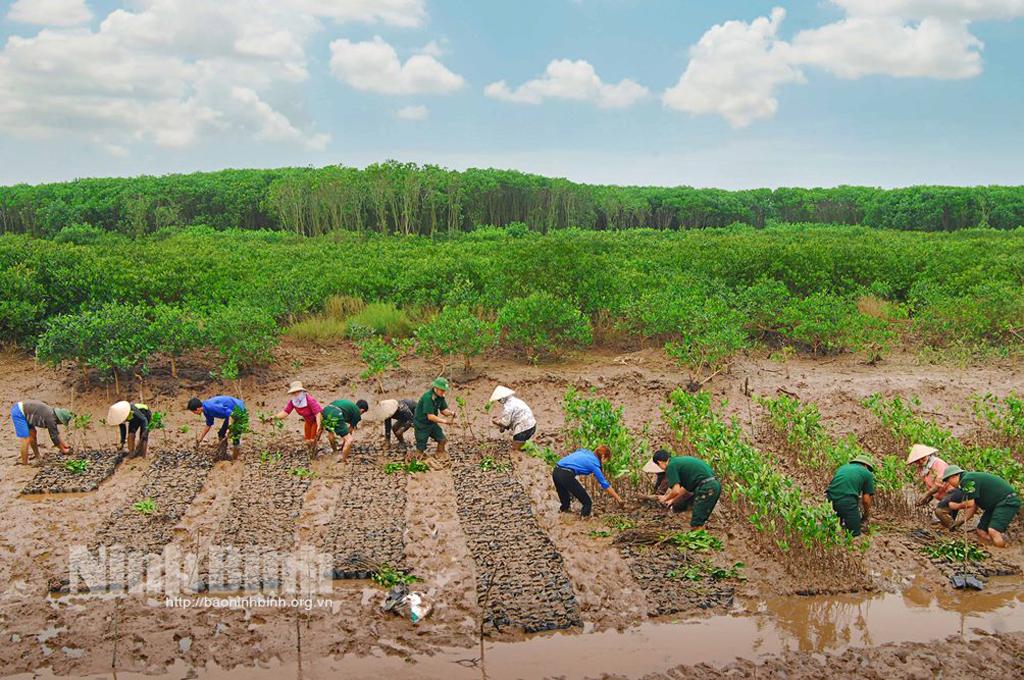Những người đi trồng rừng