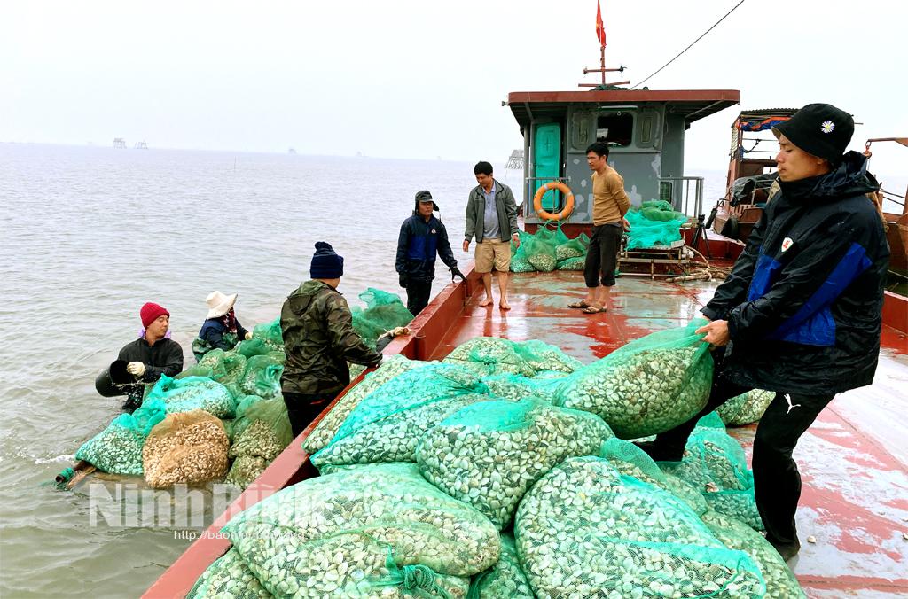 Kim Sơn được mùa ngao