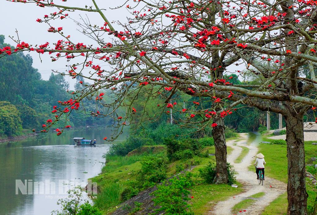 Tháng Ba, mùa hoa "thắp lửa"