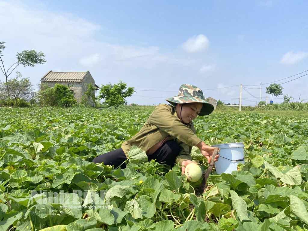 Mùa quả ngọt trên vùng đất mặn