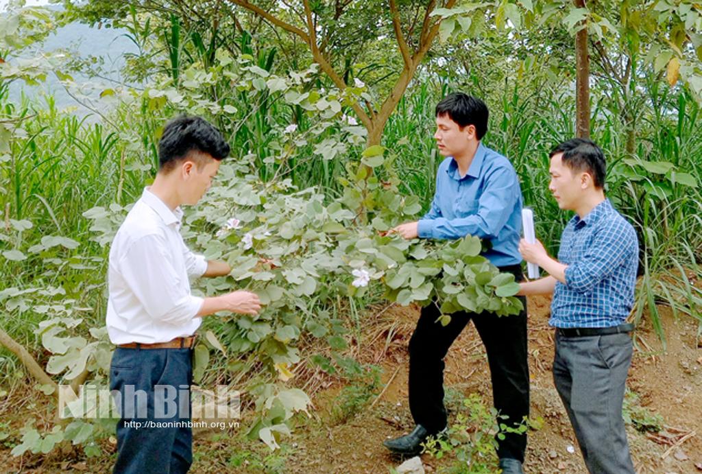 Tuyển chọn, nhân giống cây hoa Ban