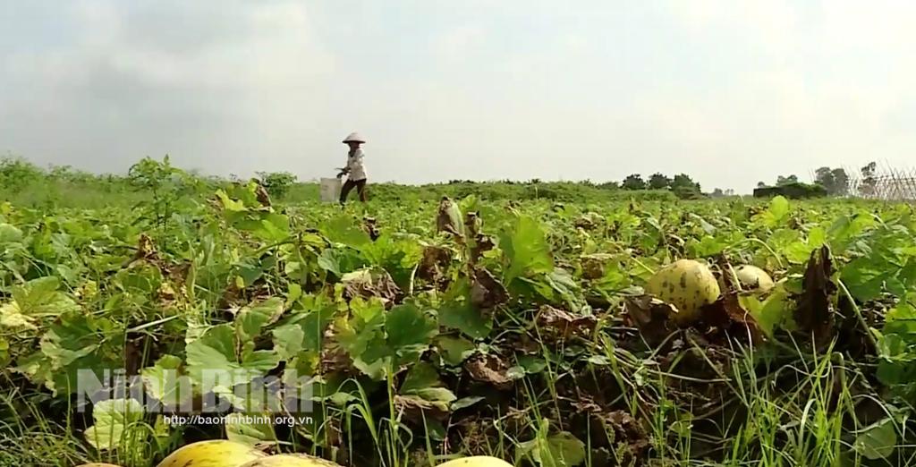 Nông dân Gia Viễn mất mùa dưa
